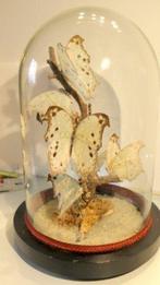 Vlinder Taxidermie volledige montage - parhassus aethiops -