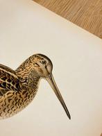 Von Wright brothers & Bror Halberg - Great snipe, Nieuw