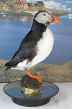 Atlantic Puffin Taxidermie volledige montage - Fratercula, Nieuw