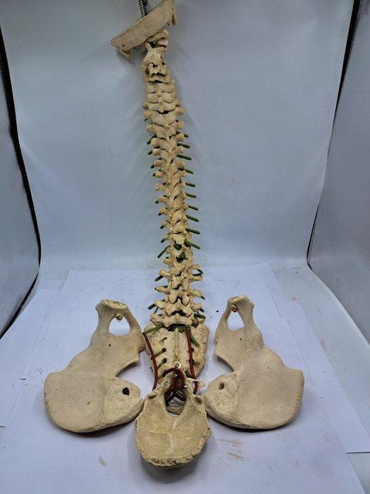 Instrument médical - Latex - Modèle anatomique - Un modèle, Antiquités & Art, Antiquités | Assiettes décoratives & Carrelages