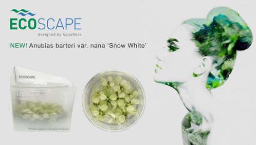 Anubias Snow White In Vitro, Dieren en Toebehoren, Vissen | Aquaria en Toebehoren, Nieuw, Verzenden