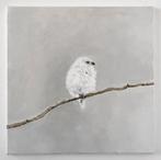 Matthieu van Riel - White-headed Long-tailed Bushtit on a