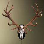 Edelhert Gewei Taxidermie Opgezette Dieren By Max, Ophalen of Verzenden, Nieuw, Wild dier, Opgezet dier