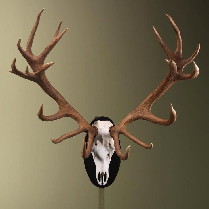 Edelhert Gewei Taxidermie Opgezette Dieren By Max, Verzamelen, Dierenverzamelingen, Opgezet dier, Nieuw, Wild dier, Ophalen of Verzenden