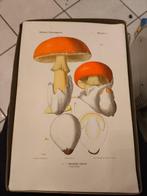 L. Rolland - Atlas des champignons de France, Suisse et, Antiek en Kunst