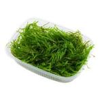 Tropica Taxiphyllum Taiwan moss Portion Limited edition, Animaux & Accessoires, Verzenden