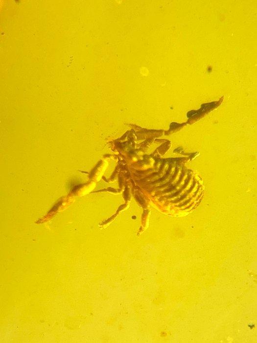 Barnsteen, Collections, Minéraux & Fossiles