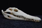 Large Nile Crocodile Schedel - Crocodylus niloticus (with, Nieuw