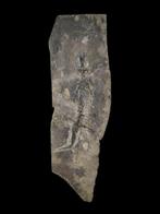 Groot formaat - Gefossiliseerd dier - salamander - 30 cm -