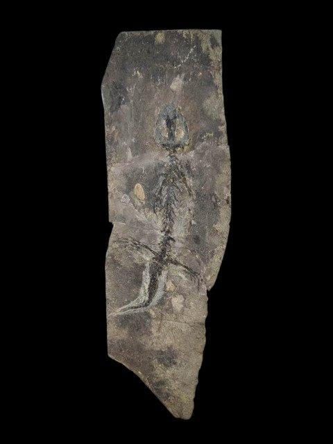 Groot formaat - Gefossiliseerd dier - salamander - 30 cm -, Verzamelen, Mineralen en Fossielen