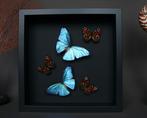 Vlinder Taxidermie volledige montage - Morpho adonis x Paon, Verzamelen, Nieuw