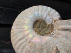 Ammonite ammonite - Hauteur : 9.3 cm - Largeur : 7.6 cm- 214