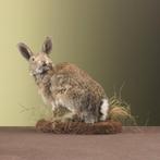 Konijn Taxidermie Opgezette Dieren By Max, Ophalen of Verzenden, Nieuw, Wild dier, Opgezet dier