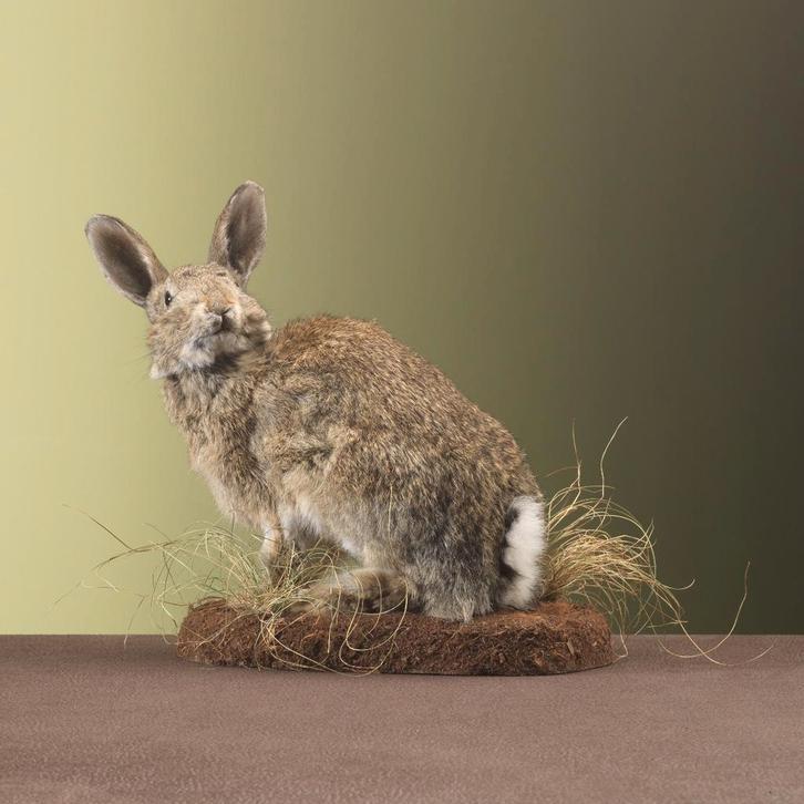 Konijn Taxidermie Opgezette Dieren By Max, Collections, Collections Animaux, Enlèvement ou Envoi