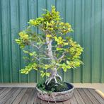 Bonsaï Hêtre (Fagus) - Hauteur (arbre) : 85 cm - Profondeur