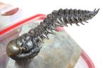 Trilobiet - Fossiel rugschild - Crotalocephalus gibbus -, Verzamelen, Mineralen en Fossielen