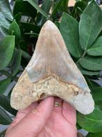 Megalodon - Fossiele tand - 116 mm - 99 mm, Verzamelen, Mineralen en Fossielen