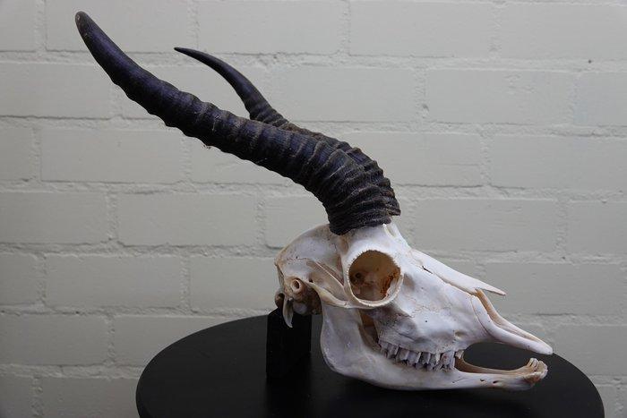 Springbok Schedel - Antidorcas marsupialis - 0 cm - 0 cm - 0, Antiek en Kunst, Curiosa en Brocante