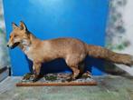 Rode vos Taxidermie volledige montage - Vulpes vulpes - 65, Verzamelen, Dierenverzamelingen, Nieuw