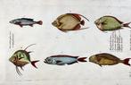 Paul van Somer (1577-1621) - Exotic, Amazonian fish,