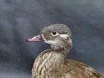 Eend Taxidermie volledige montage - Mandarin duck Aix sponsa, Nieuw