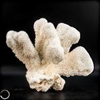 Natuurlijk wit tafel koraal - alleen EU - Acropora