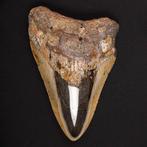 Megalodon-tand - Fossiele tand - Carcharocles Megalodon -, Verzamelen, Mineralen en Fossielen