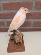 Canari ochre et blanc Support de corps entier pour, Nieuw