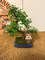 Japanese iep bonsai (Zelkova) - Hoogte (boom): 28 cm -
