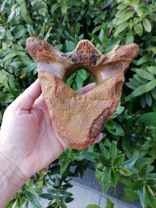 Wolharige mammoet - Fossiel wervelbot - Mammutuhus, Verzamelen, Mineralen en Fossielen