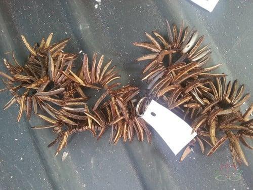 String Coco Indian stick Naturel 100 cm per stuk, Maison & Meubles, Accessoires pour la Maison | Plantes & Fleurs artificielles