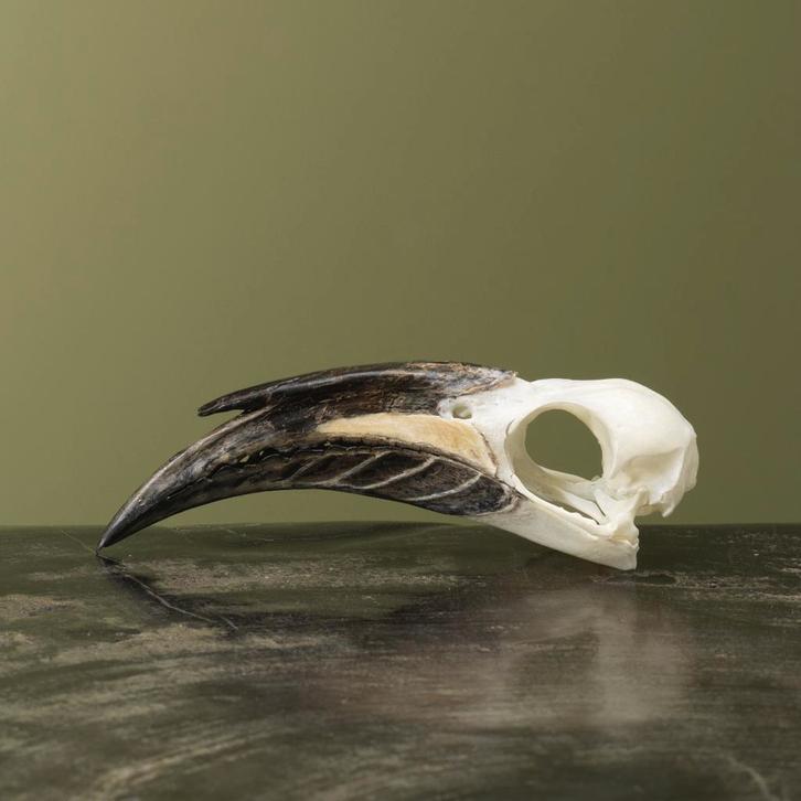 Grijze Tok M Schedel Taxidermie Opgezette Dieren By Max, Collections, Collections Animaux, Enlèvement ou Envoi