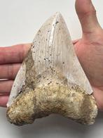 Enorme Megalodon tand 13,8 cm - Fossiele tand - Carcharocles, Verzamelen, Mineralen en Fossielen