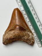 Megalodon-tand van 9,8 cm - Fossiele tand - Carcharocles, Verzamelen