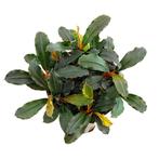 Bucephalandra Lamandau Mini Red - Pot, Dieren en Toebehoren, Verzenden, Nieuw