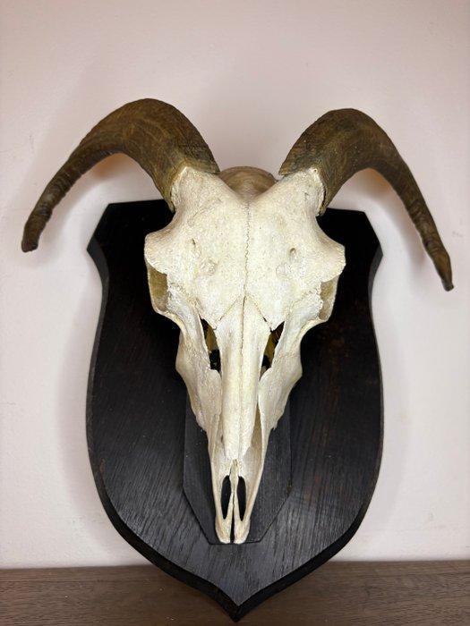 Geit Schedel - Capra hircus - 40 cm - 25 cm - 15 cm-, Antiek en Kunst, Curiosa en Brocante