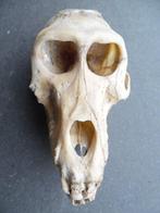 Baviaan Schedel - Papio anubis - with proof of legal origin, Verzamelen, Dierenverzamelingen, Nieuw