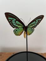 Vlinder Taxidermie volledige montage - Ornithopthera Priamus, Nieuw