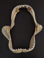 Requin-tigre Mâchoire - Galeocerdo Cuvier - 44.5 cm - 37.5, Nieuw