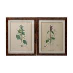 Wanddecoratie (2) - Verenigd Koninkrijk - English Botany