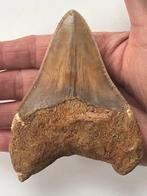 Megalodon tand 11,0 cm - Fossiele tand - Carcharocles, Verzamelen, Mineralen en Fossielen