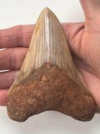 Megalodon tand 11,3 cm - Fossiele tand - Carcharocles, Verzamelen, Mineralen en Fossielen