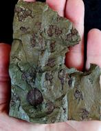 Primitieve stekelhuidige - Stylophora!!! - Gefossiliseerd