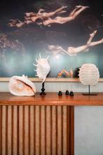 Carapace de tortue softshell chinoise éblouissante sur un