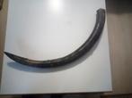 Wolharige mammoet - Gefossiliseerde slagtand - 115 cm - 23