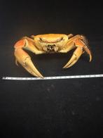 Crabe Support de corps entier pour taxidermie - M-941, Nieuw
