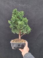 Hinoki cipres bonsai (Chamaecyparis obtusa) - Hoogte (boom):