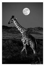 Arnold Mariashin - Moonlit - XL - No reserve