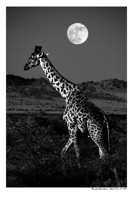 Arnold Mariashin - Moonlit - XL - No reserve, Antiek en Kunst, Kunst | Designobjecten