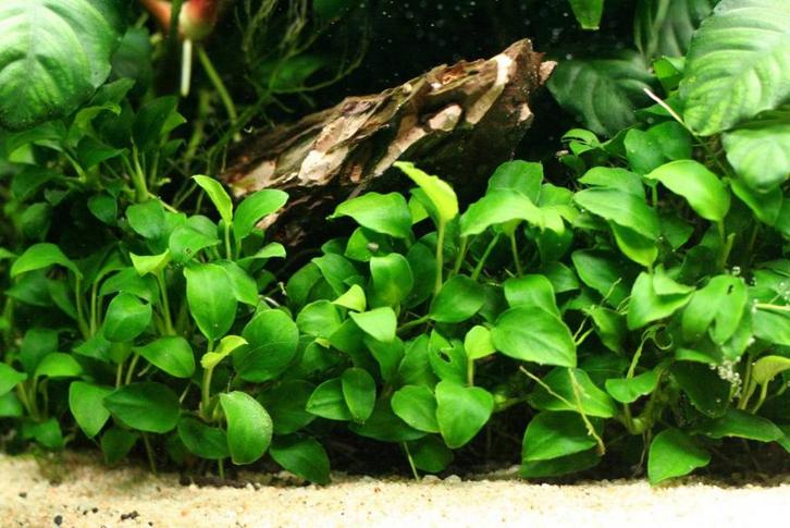 Koudwatermix  voor 60 cm aquarium, Animaux & Accessoires, Poissons | Aquariums & Accessoires, Envoi